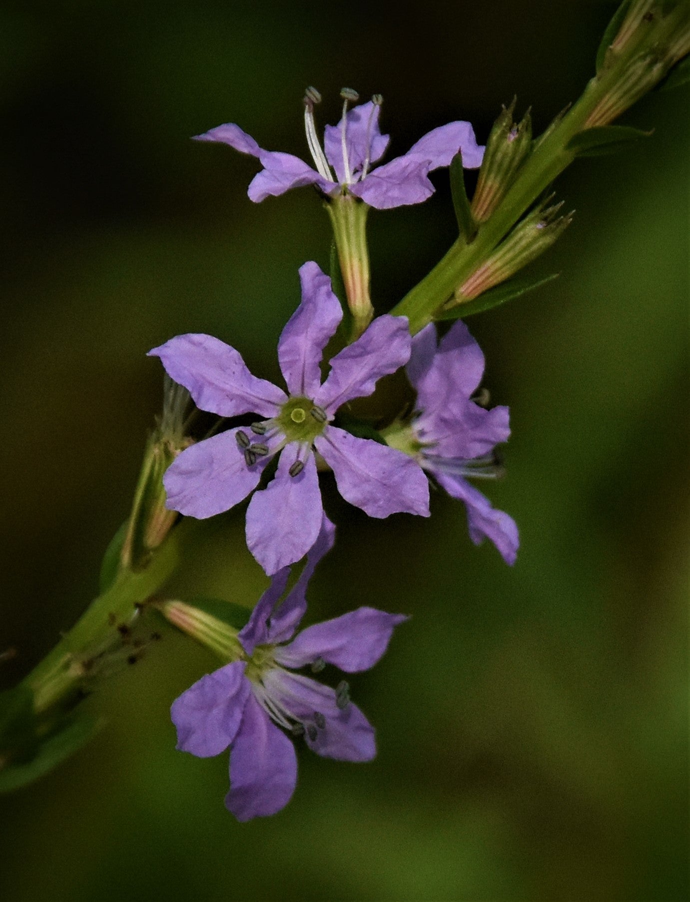 Hibiscus laevis - Halberd-Leaved Rose-Mallow | Lauren's Garden