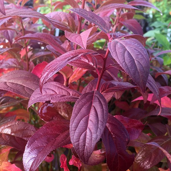 Itea v. 'Fizzy Mizzy' - Sweetspire | Lauren's Garden Service