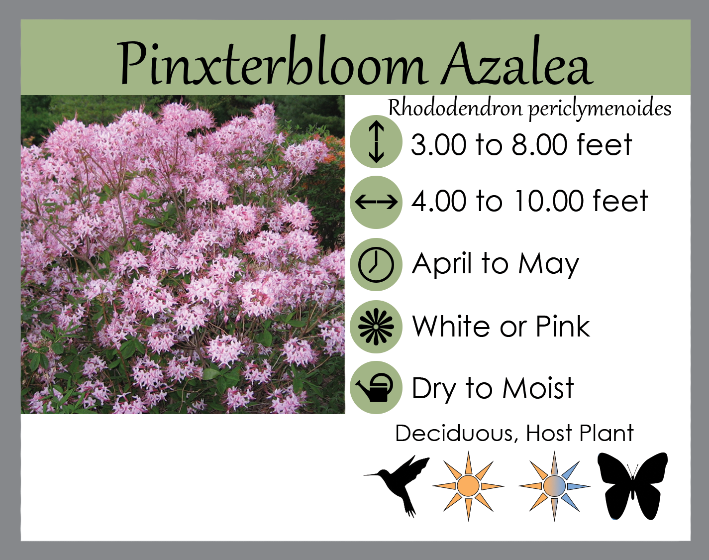 Rhododendron periclymenoides - Pinxterbloom Azalea