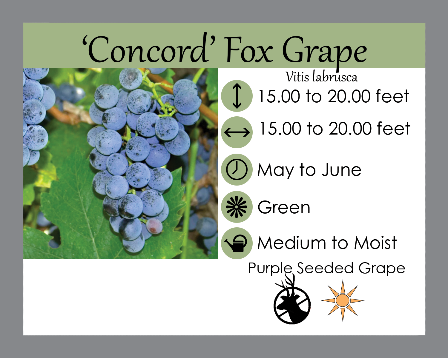 Vitis l. 'Concord' - Fox Grape | Lauren's Garden Service & Native Vitis l. 'Concord' - Fox Grape | Lauren's Garden Service & Native
