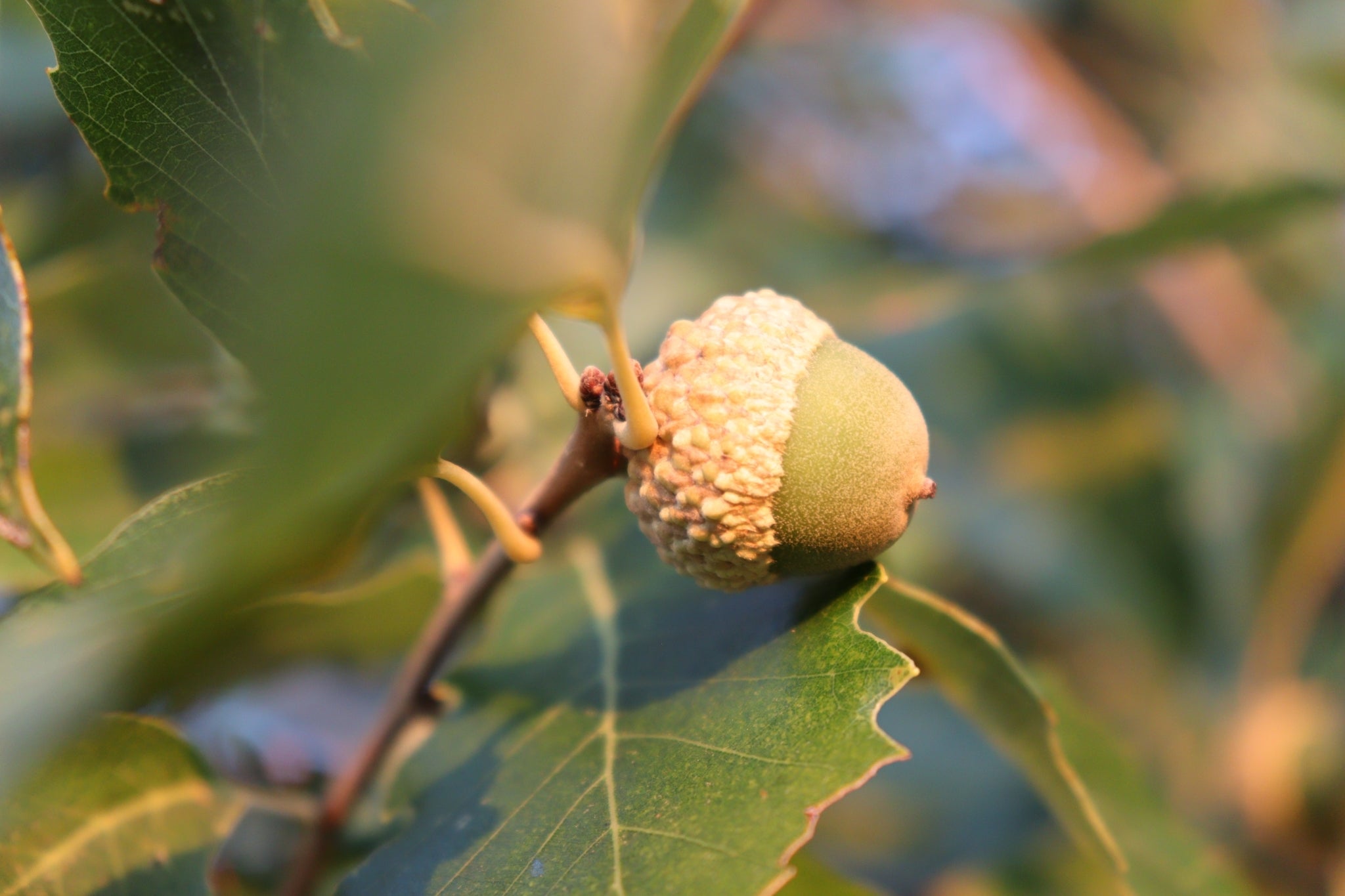 Quercus prinoides - Dwarf Chinkapin Oak | Lauren's Garden Service ...