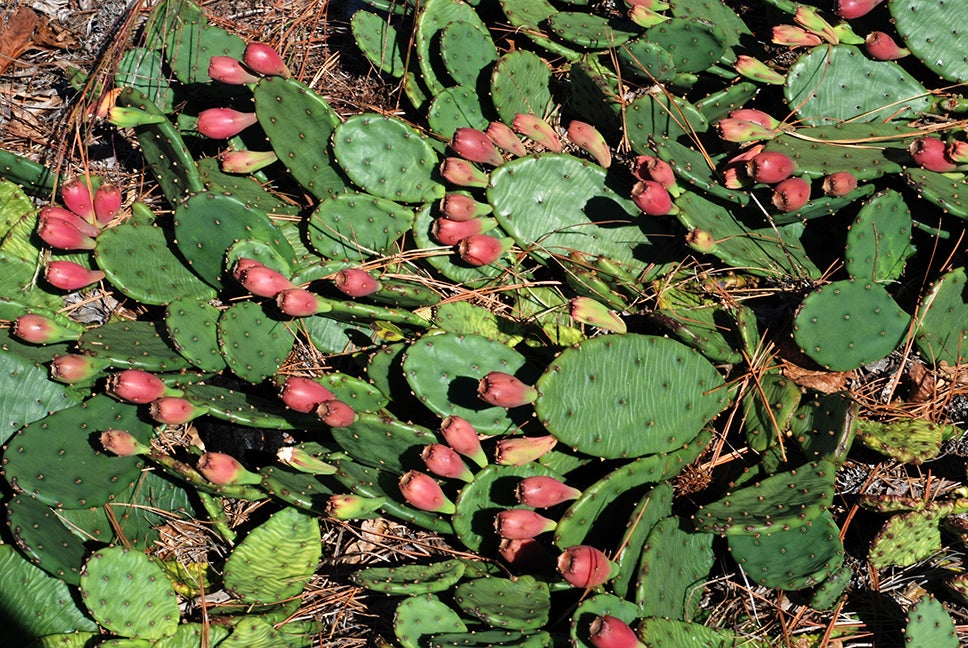 calathea beauty star pflege Goeppertia Beauty Star main image 1