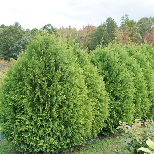 Thuja 'Cheer Drops' - Arborvitae | Lauren's Garden Service & Native Plant  Nursery