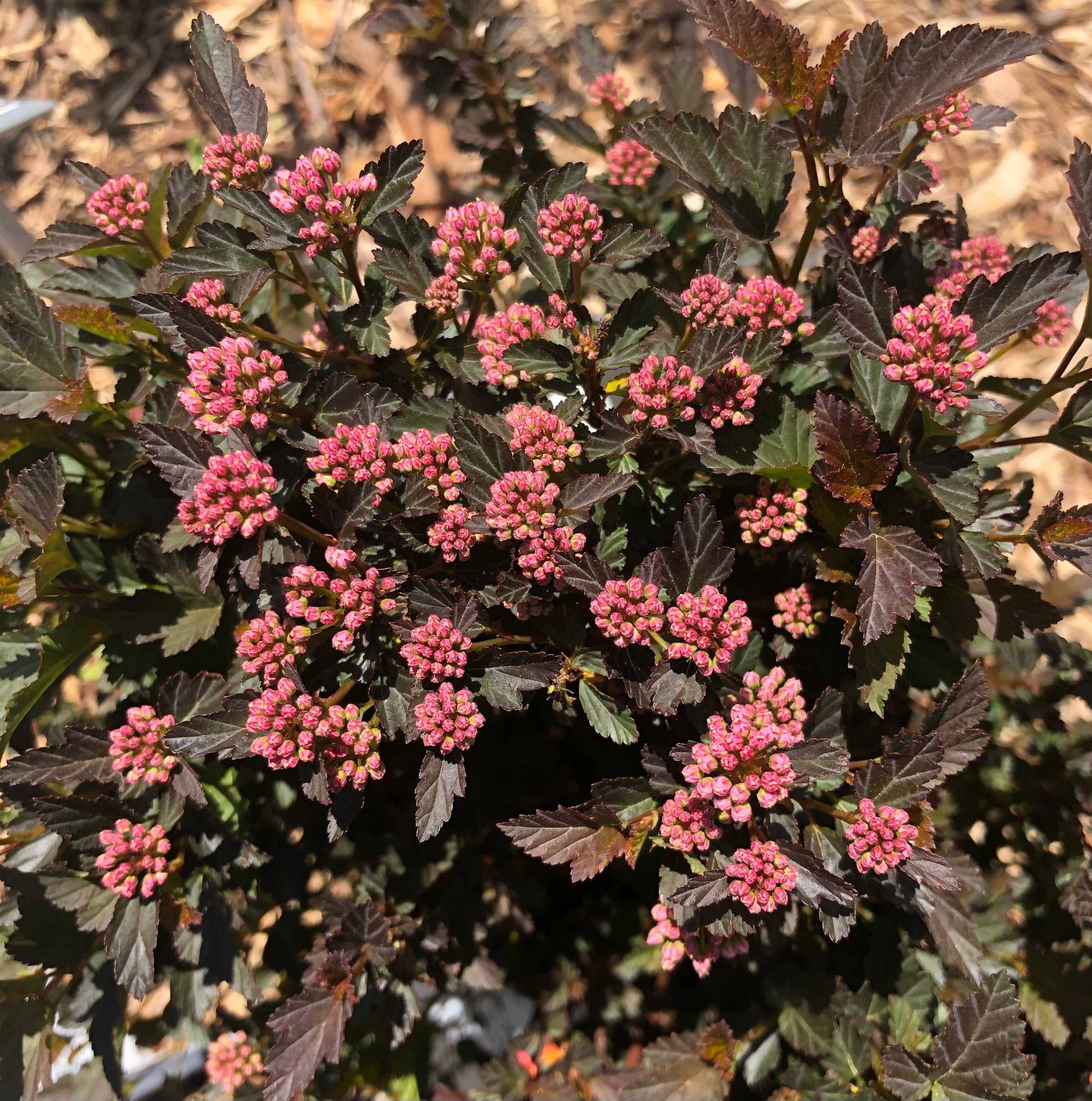 Physocarpus o. 'Tiny Wine' - Ninebark | Lauren's Garden Service ...