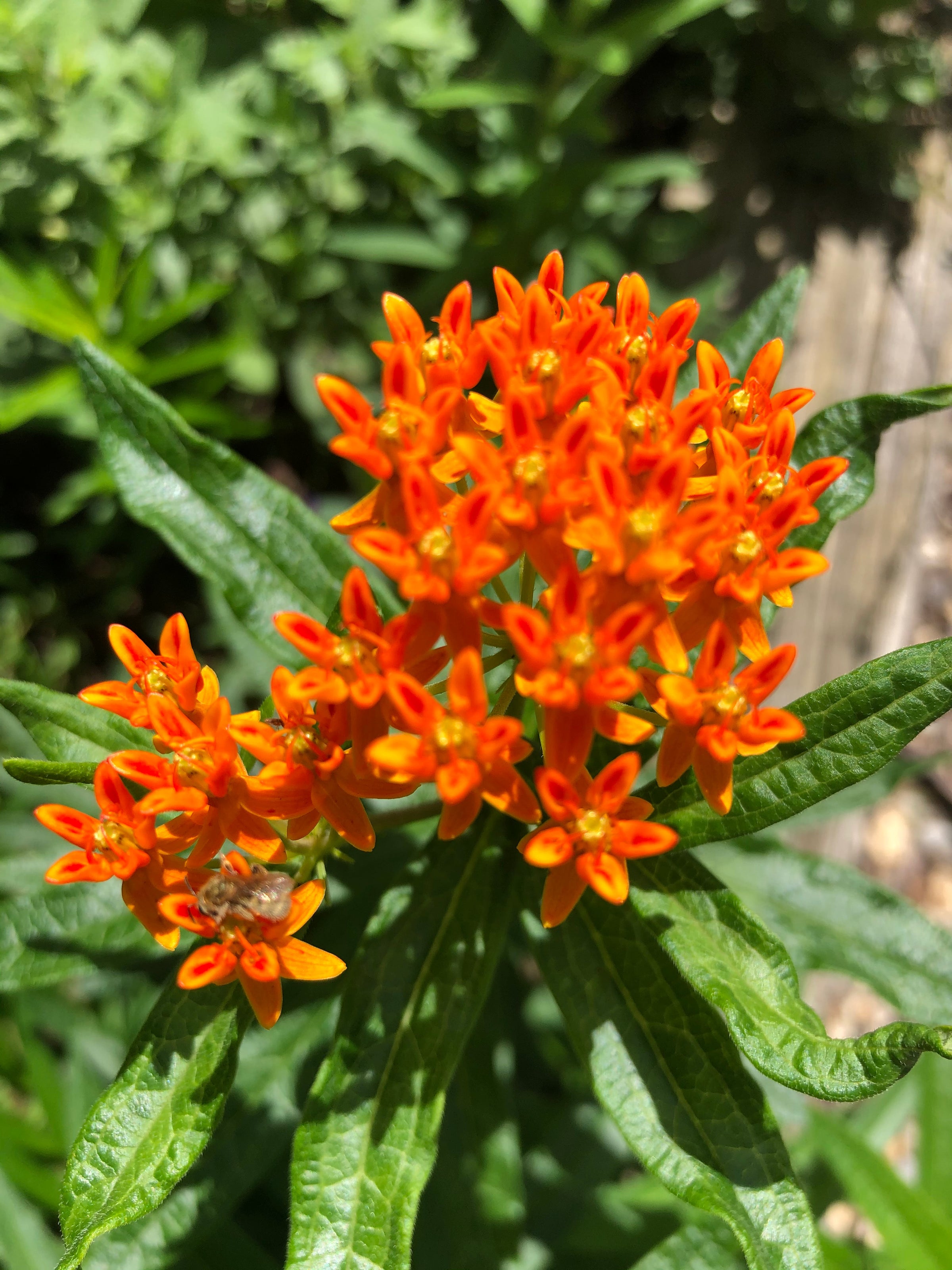Asclepias tuberosa - Butterflyweed | Lauren's Garden Service \u0026 Native Plant  Nursery, image size:2400x3200