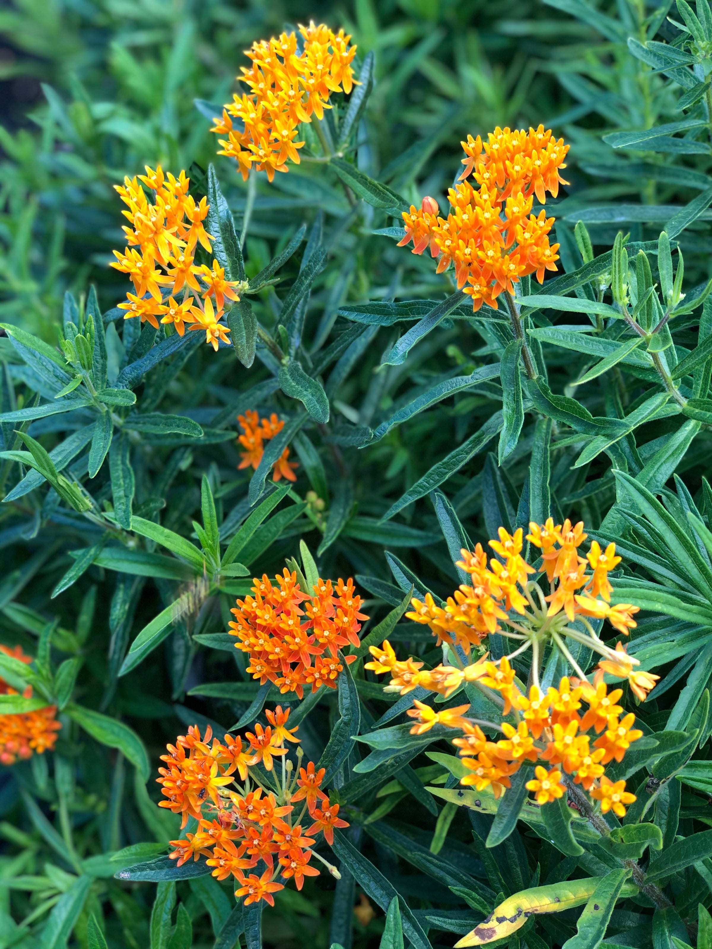 Asclepias tuberosa - Butterflyweed | Lauren's Garden Service \u0026 Native Plant  Nursery, image size:2400x3200