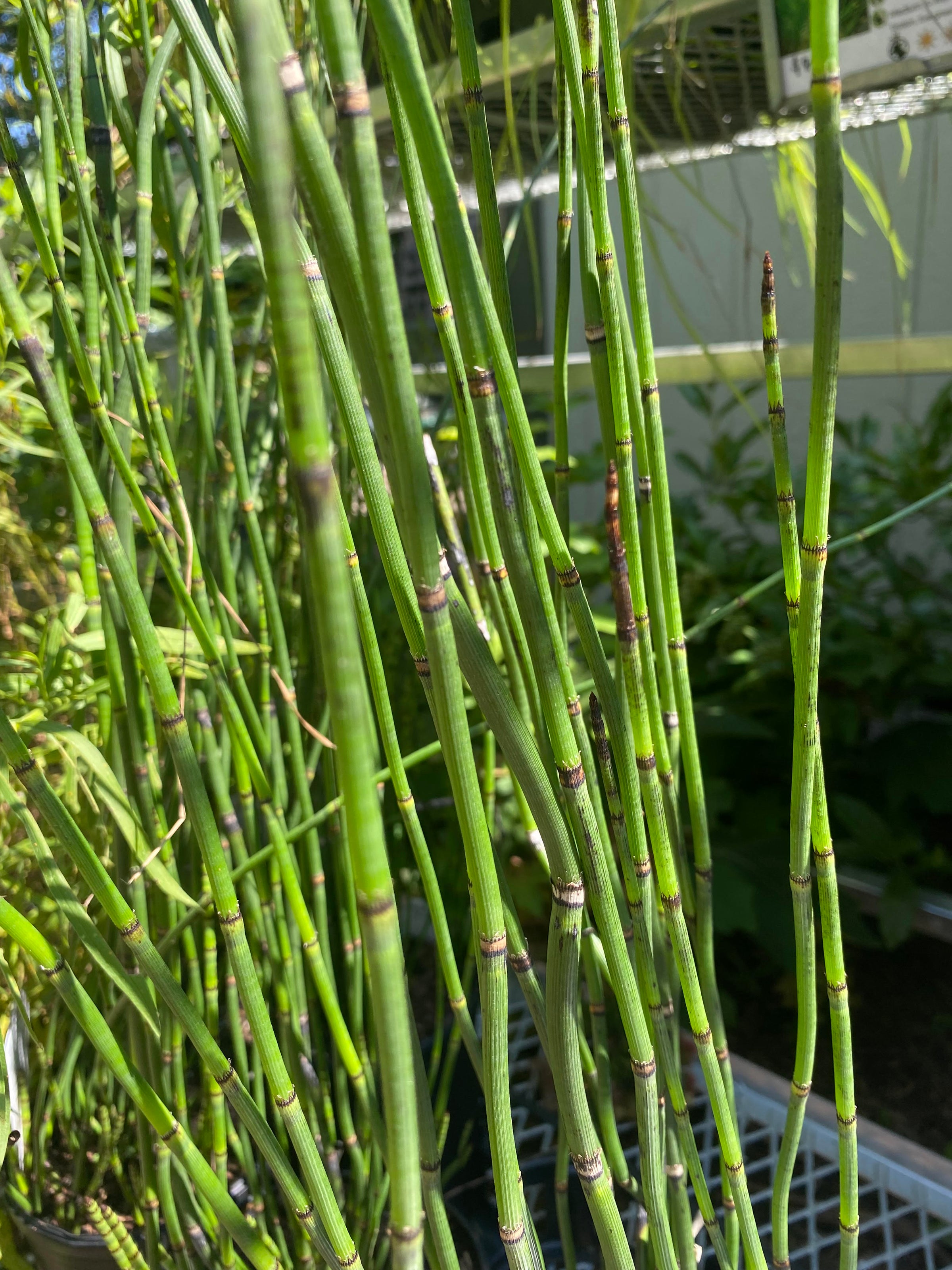 plant ferm Buy Boston Fern Plant (golden) online at best price main image 1