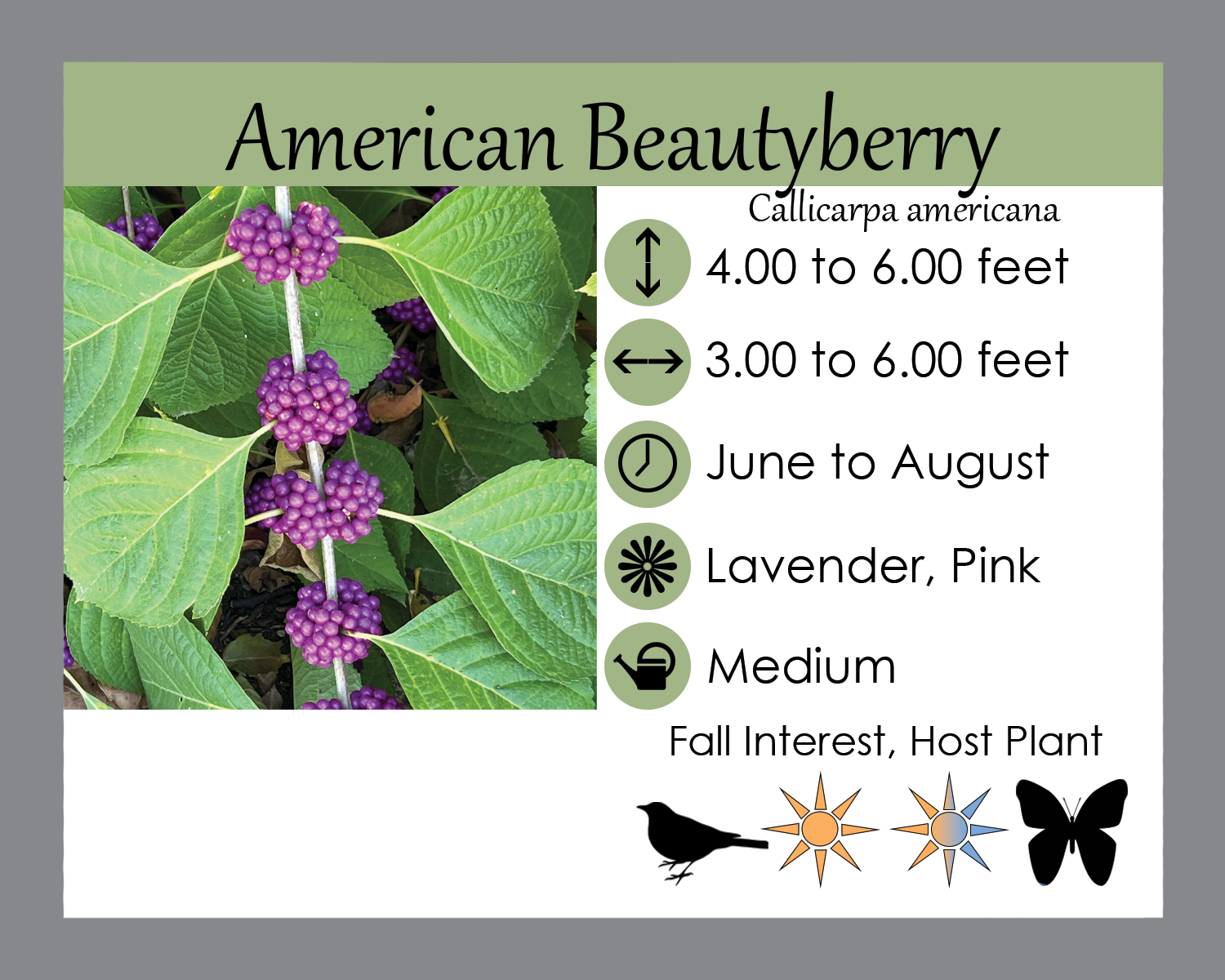 medicinal plants and herbs Medicinal Herb Garden main image 0