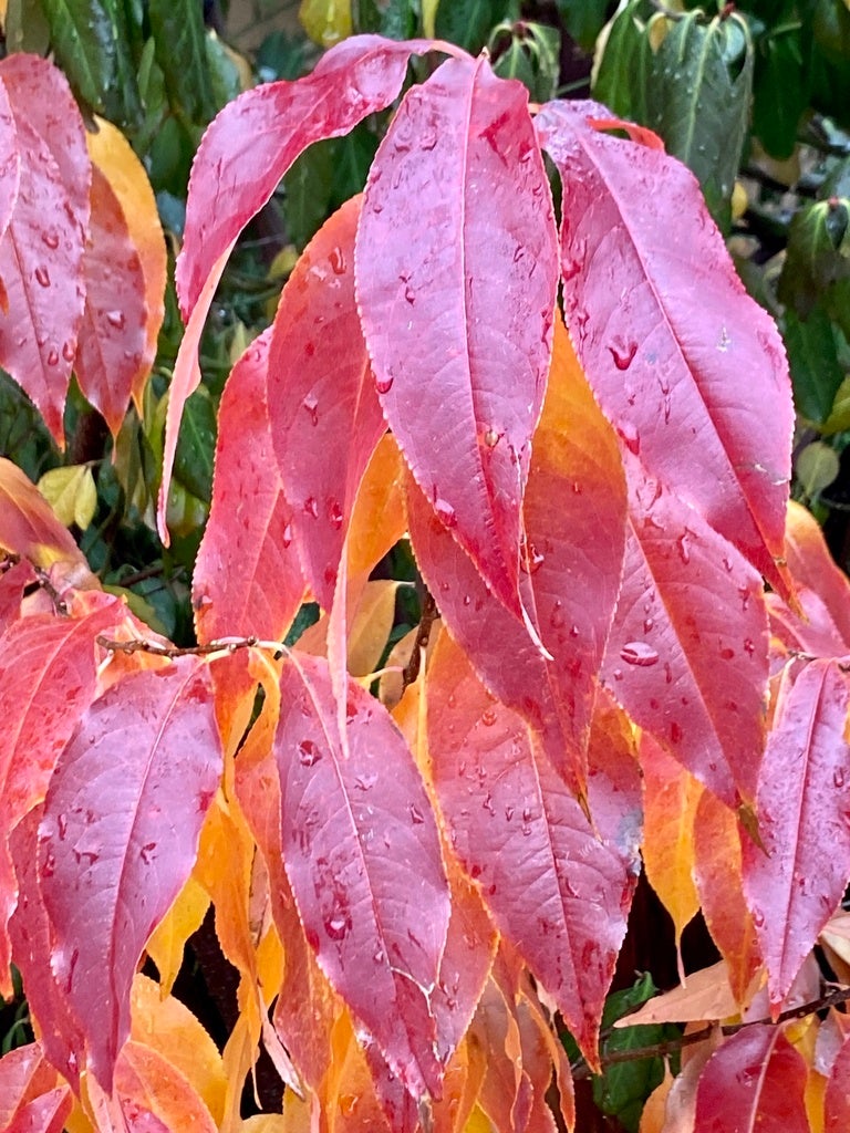 Prunus serotina - Black Cherry | Lauren's Garden Service & Native