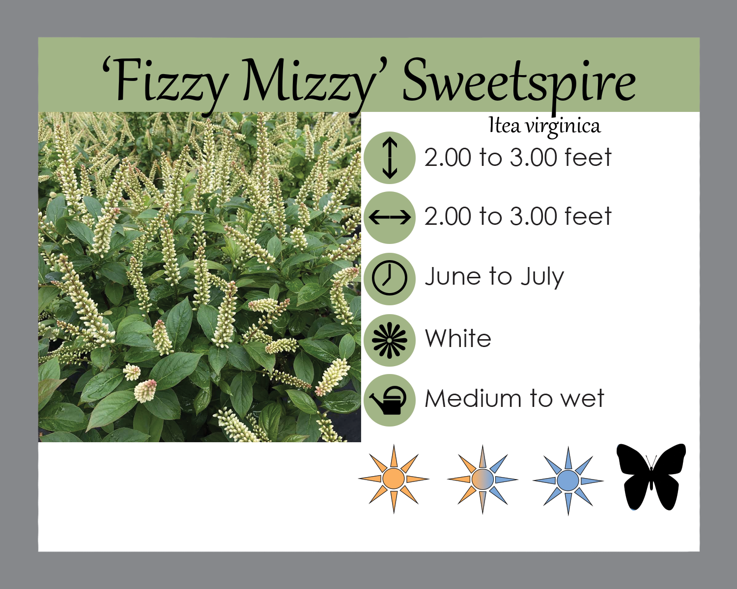 Itea v. 'Fizzy Mizzy' - Sweetspire | Lauren's Garden Service