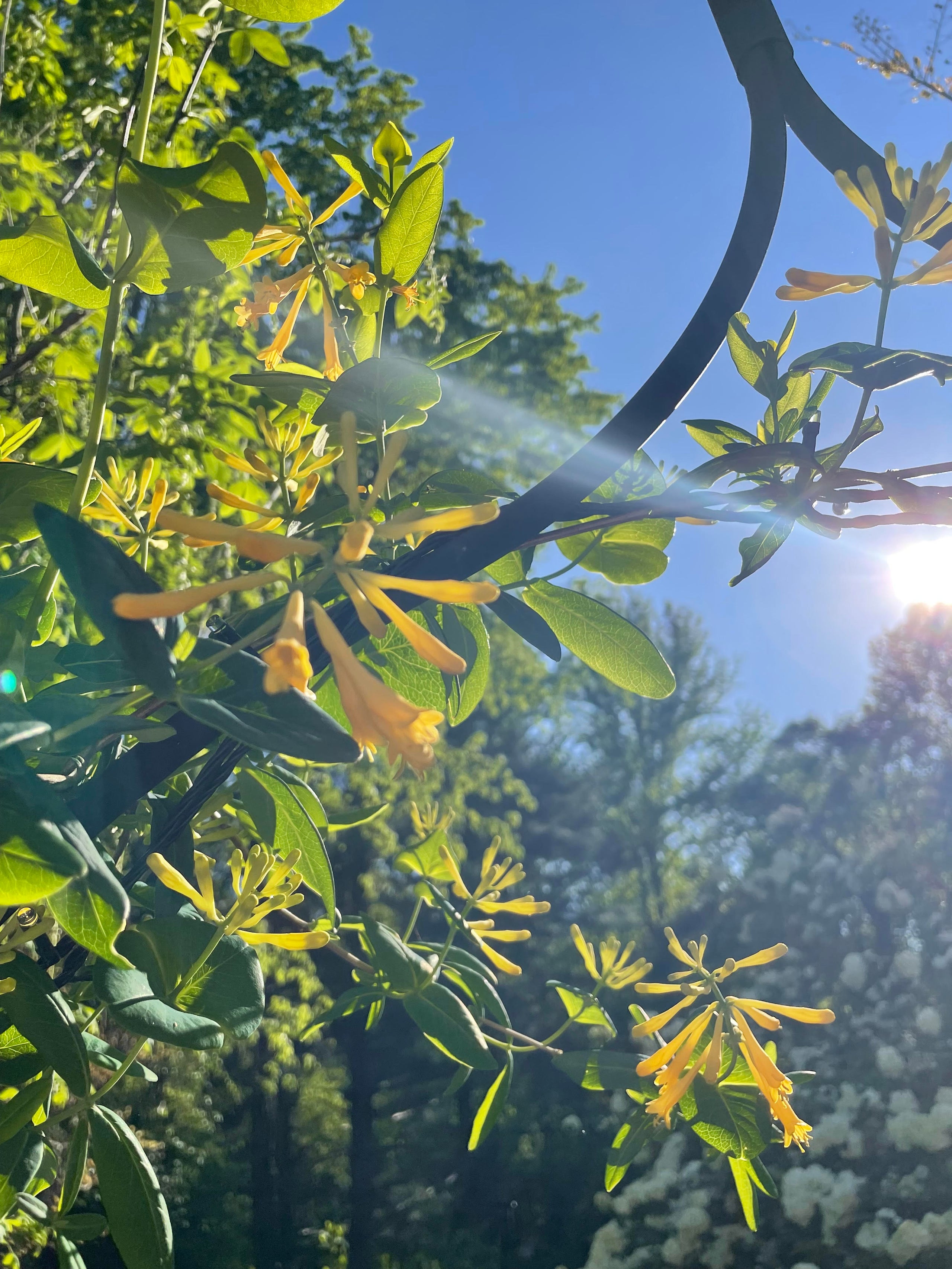 Lonicera s. 'John Clayton' Honeysuckle Lauren's Garden Service