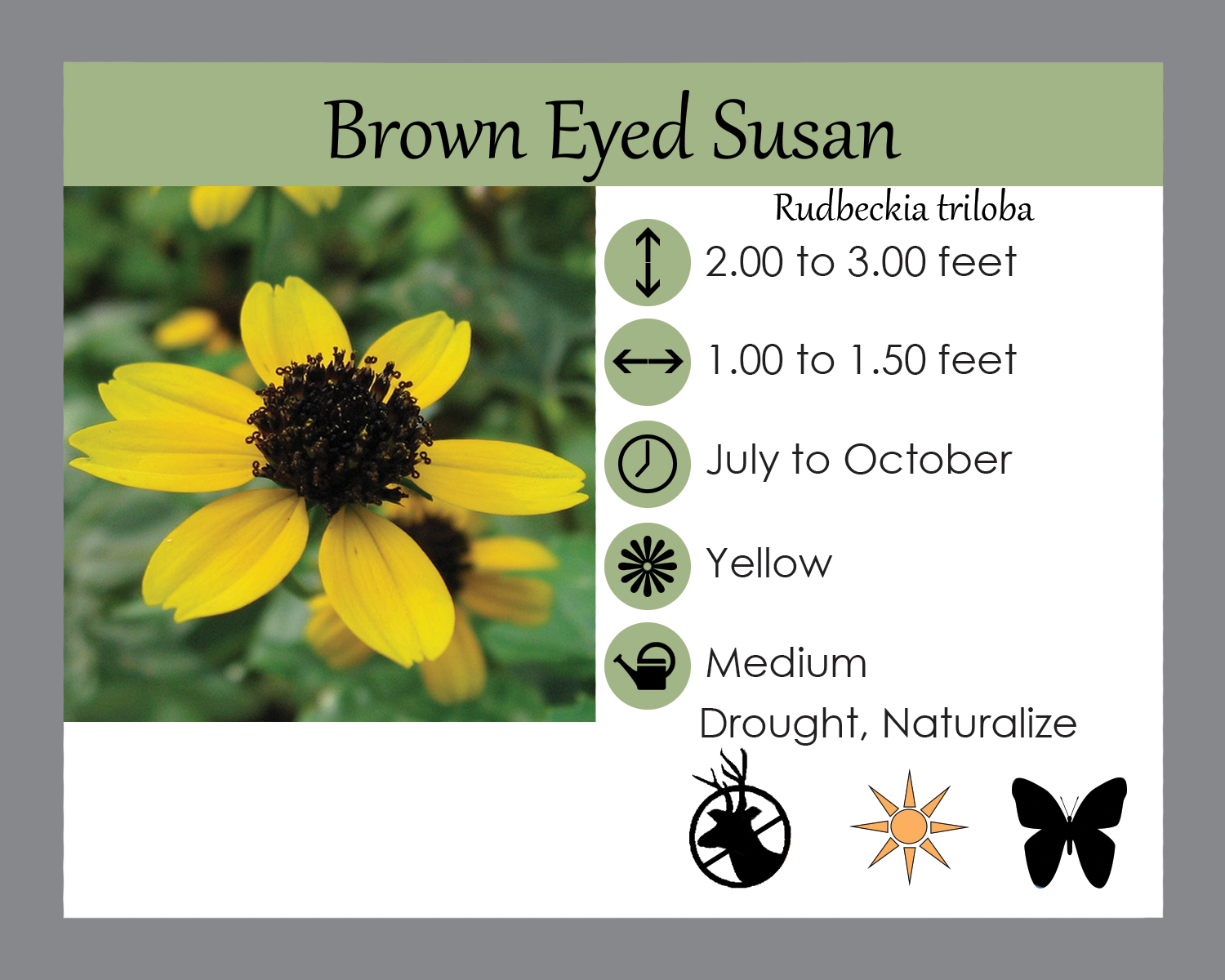 Rudbeckia triloba Brown Eyed Susan