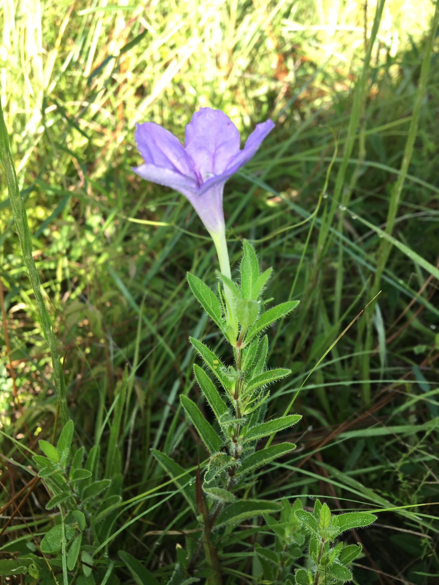 Ruellia humilis - Wild Petunia | Laurens Garden Service & Native Plant