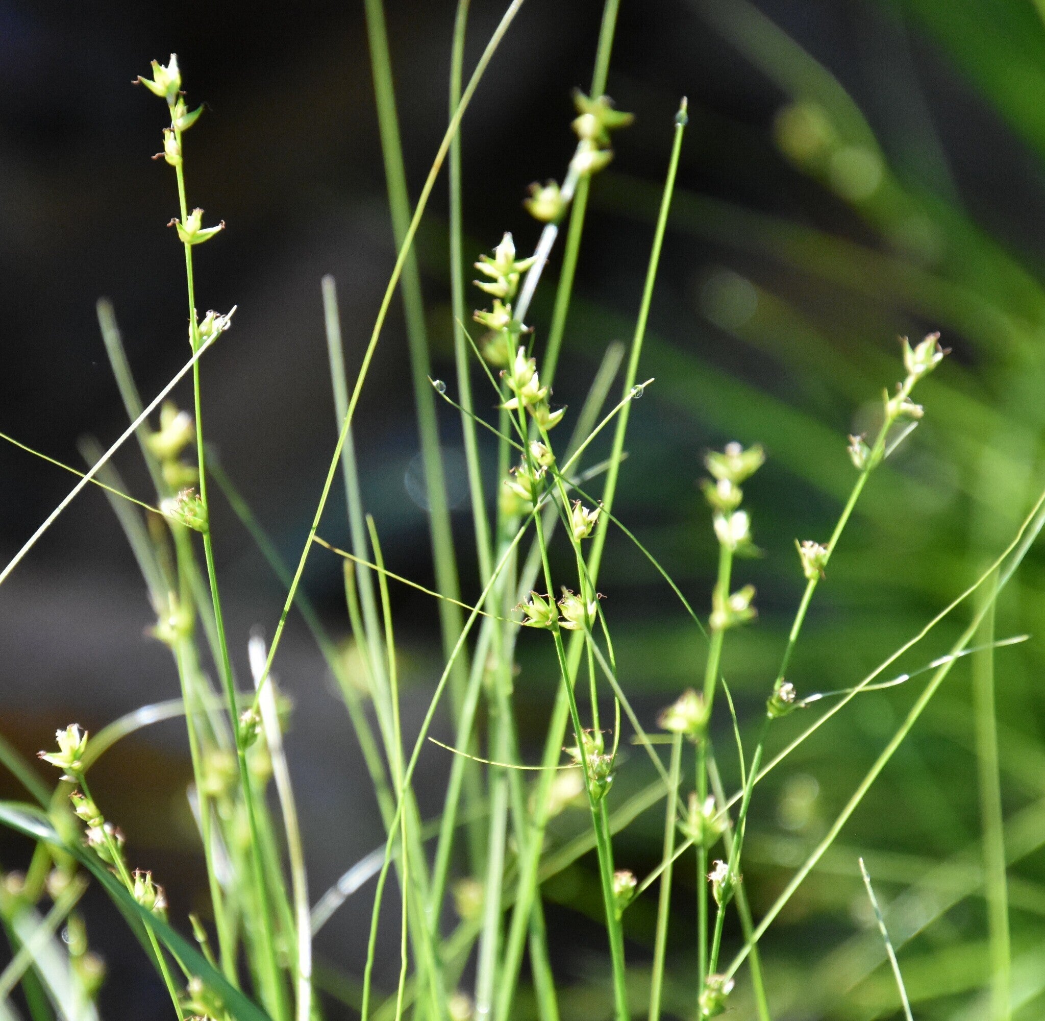 Carex radiata - Eastern Star Sedge | Lauren's Garden Service & Native ...