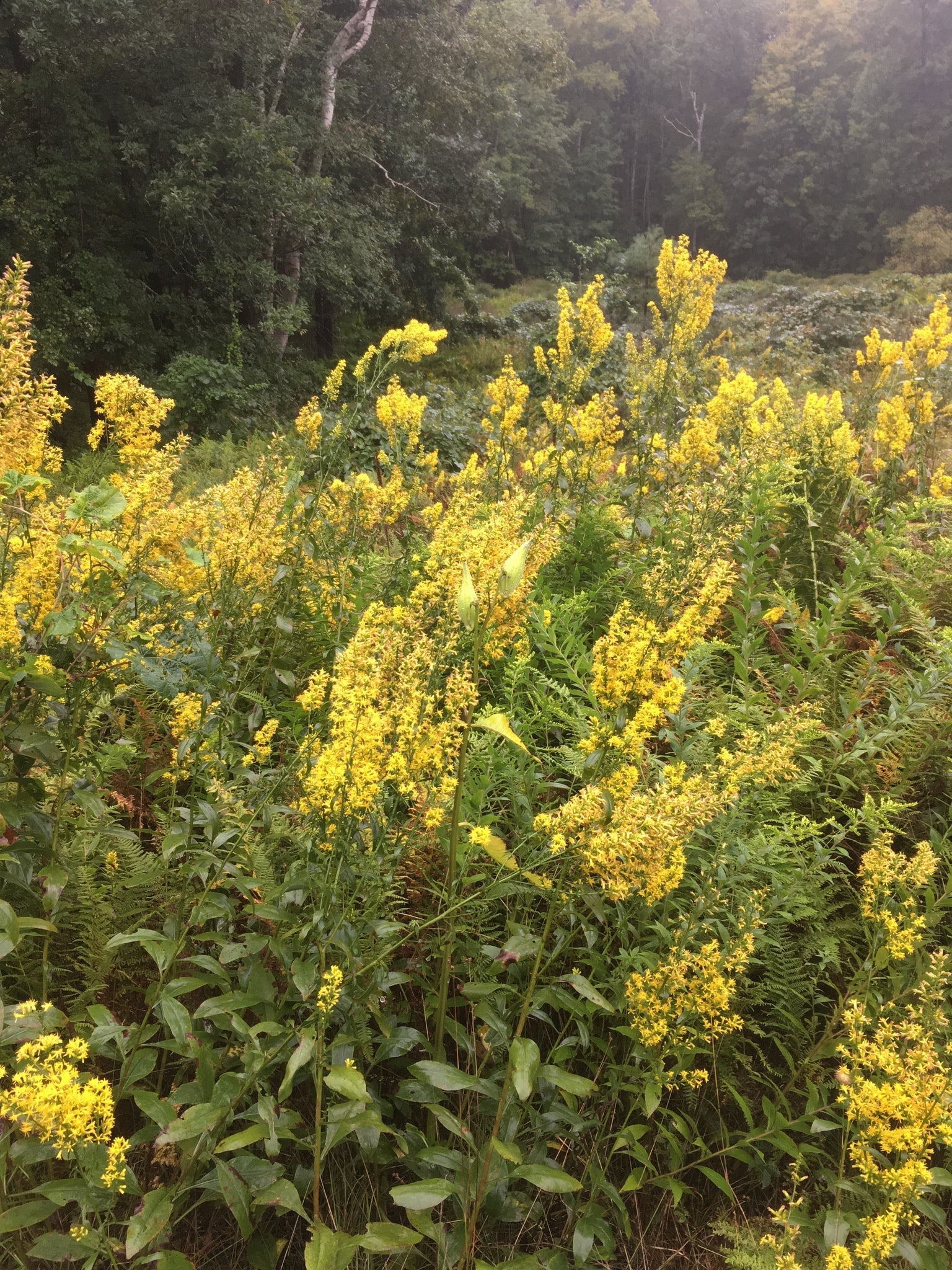 Solidago speciosa - Showy Goldenrod | Lauren's Garden Service & Native ...