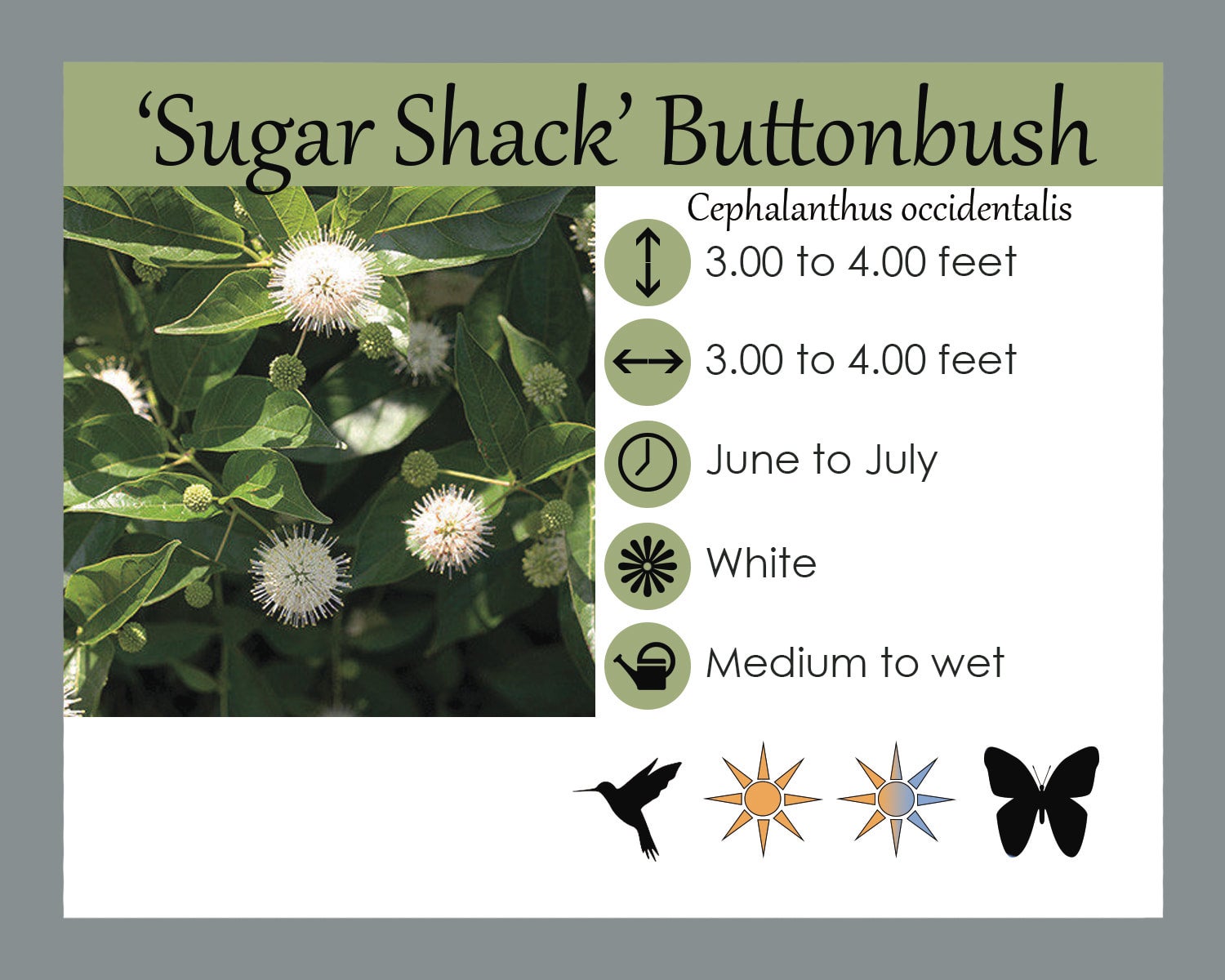 Cephalanthus Sugarshack Buttonbush For Sale Online
